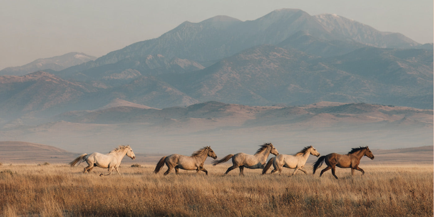 A conversation with Clare Staples, founder of Skydog Ranch & Sanctuary